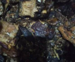 Sea food - Image 6