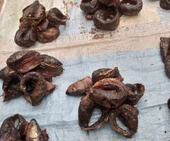 Sea food - Image 7