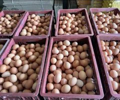 Egg supplier