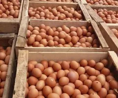 Egg supplier - Image 4