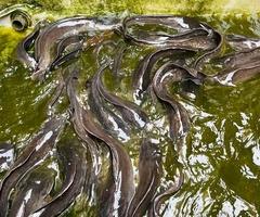 Catfish - Image 3